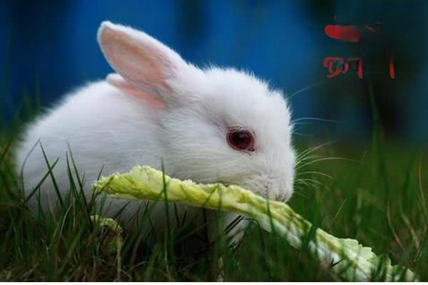 预防兔子中暑的可行措施