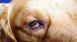 狗眼睛发红有眼屎怎么回事