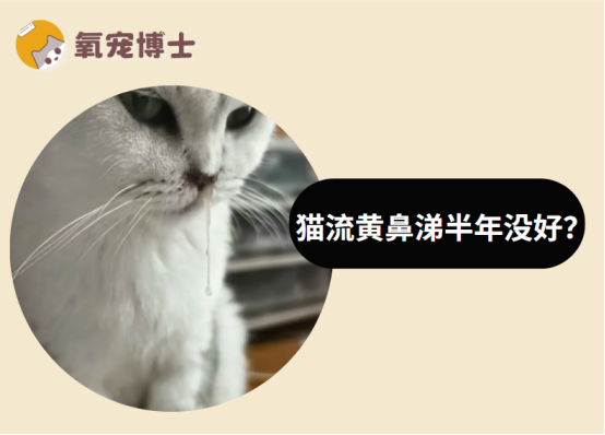 猫咪流黄鼻涕半年还没好