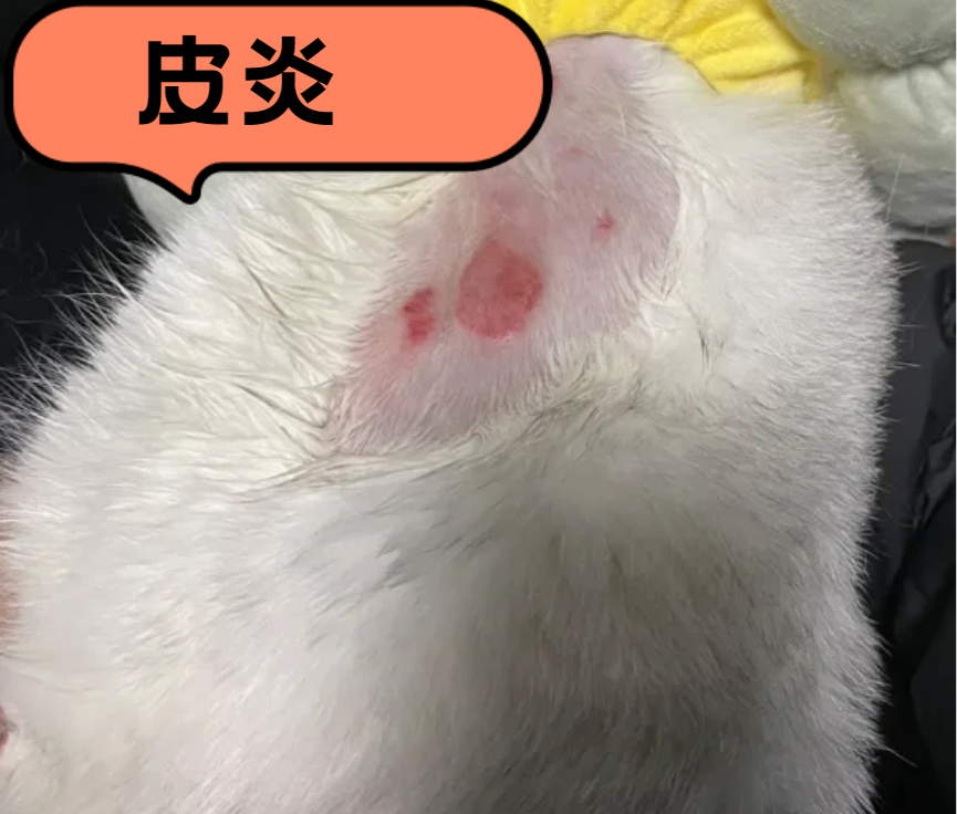 猫咪皮肤病用什么药？