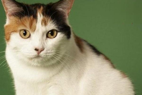 怎么治疗猫慢性肝炎？
