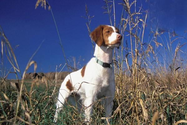 犬感染冠狀病毒病的症狀及防治措施