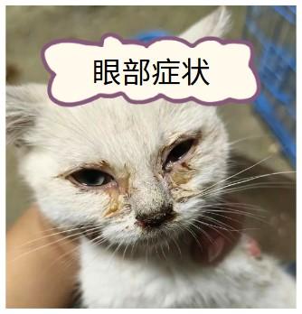 猫咪患鼻支，症状有哪些？速看