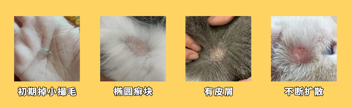 猫咪真菌感染症状