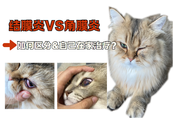 猫咪结膜炎和角膜炎怎么区分？