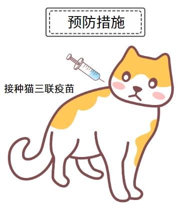 猫咪的隐形杀手：解析猫鼻支