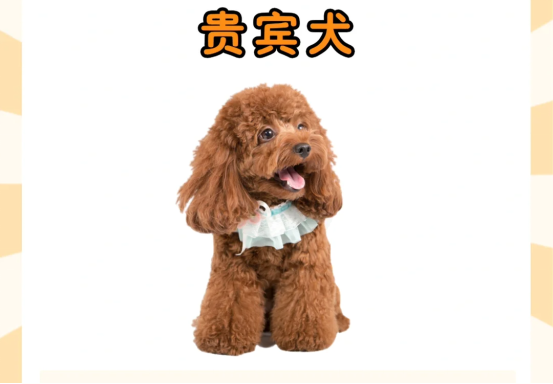 泰迪犬真的很好养吗？