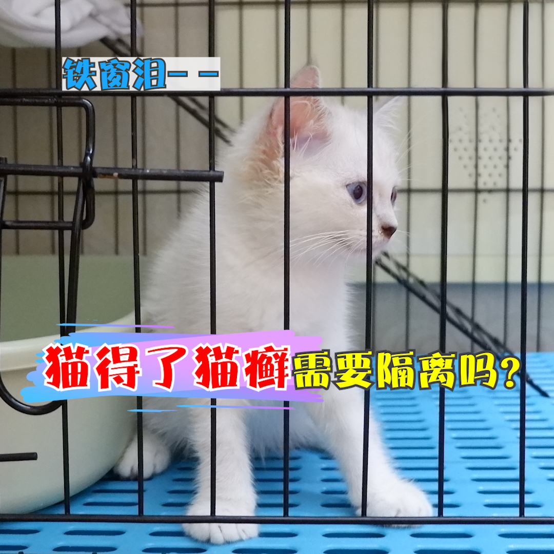 猫得了猫癣需要隔离吗？