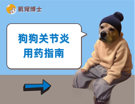 狗狗关节炎用药指南+日常护理要点分享
