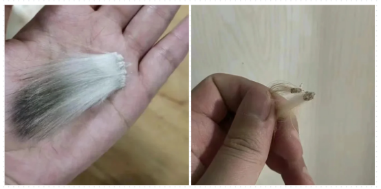 猫癣症状怎么分辨？