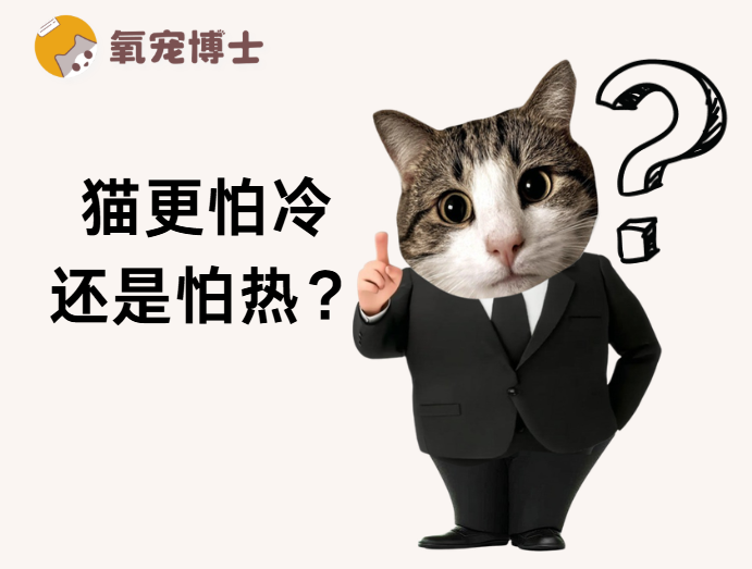 猫咪怕冷还是怕热？很多宠主都搞错了