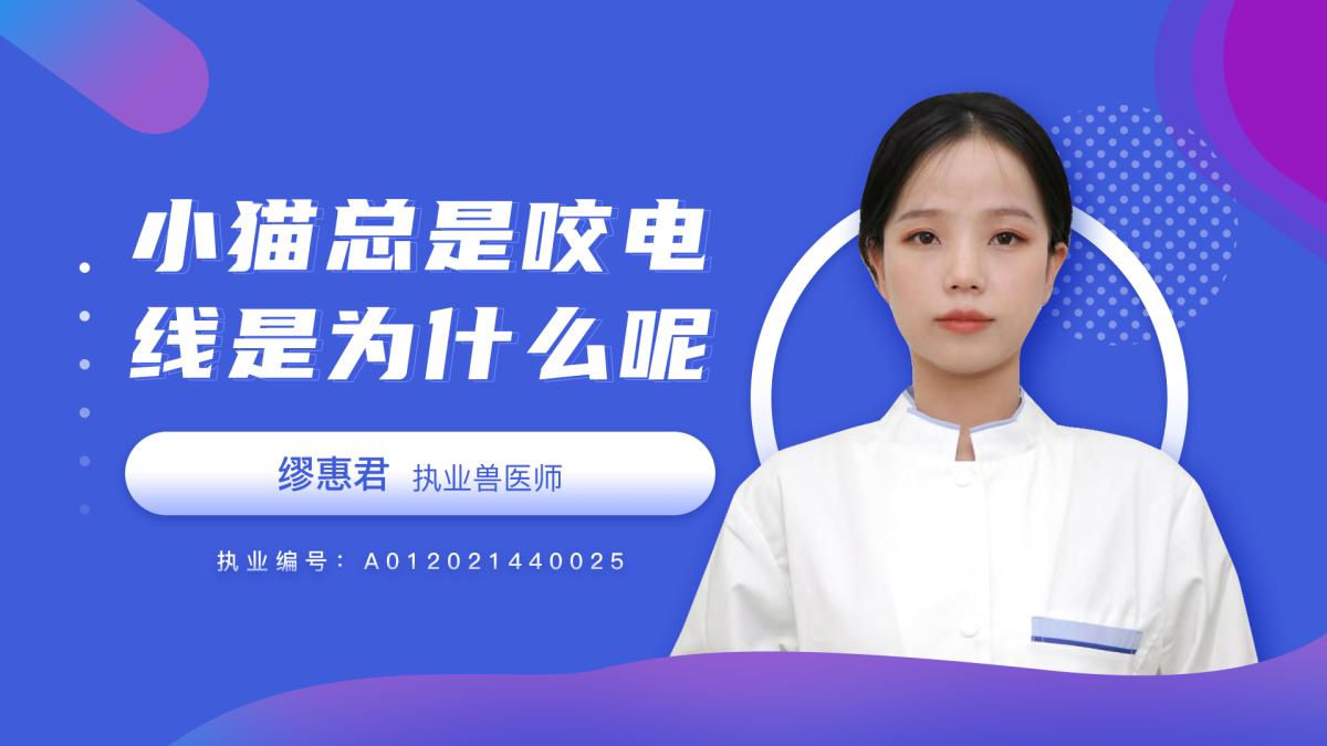 小猫总是咬电线是为什么？