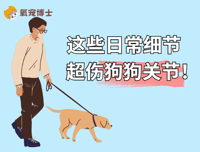 伤害狗狗关节的行为