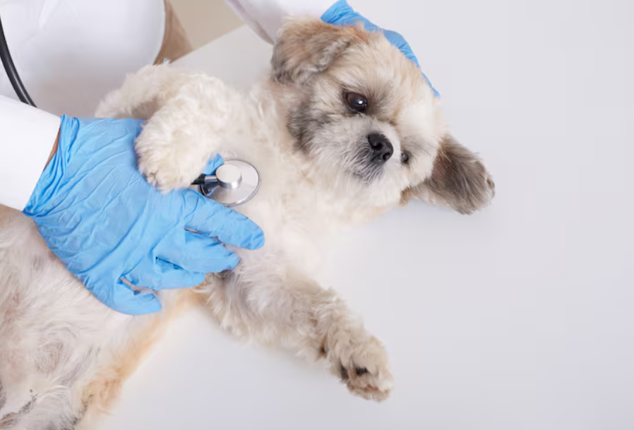 宠物辅酶Q10怎么选？