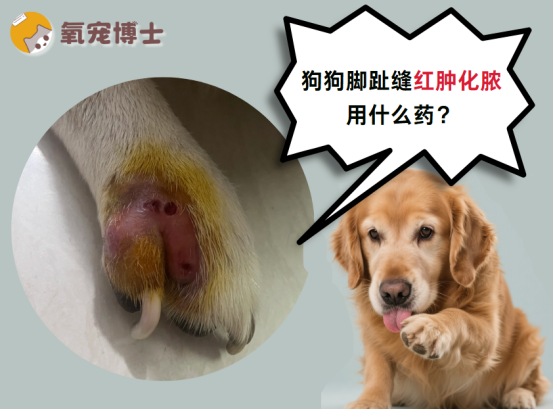 狗狗脚趾缝红肿化脓用什么药？正确用药看这里
