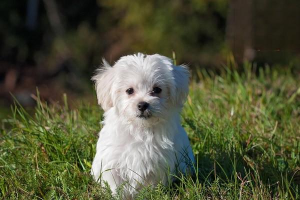 比熊犬吃什么食物合适