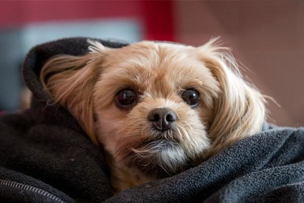 大型犬種類有哪些