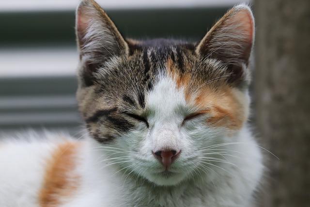猫耳朵挠出血？兽医解析5大常见原因+急救护理指南