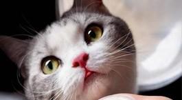 猫咪鼻支的前期症状