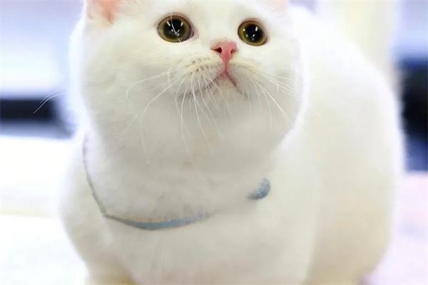 猫咪为什么会喵喵叫？