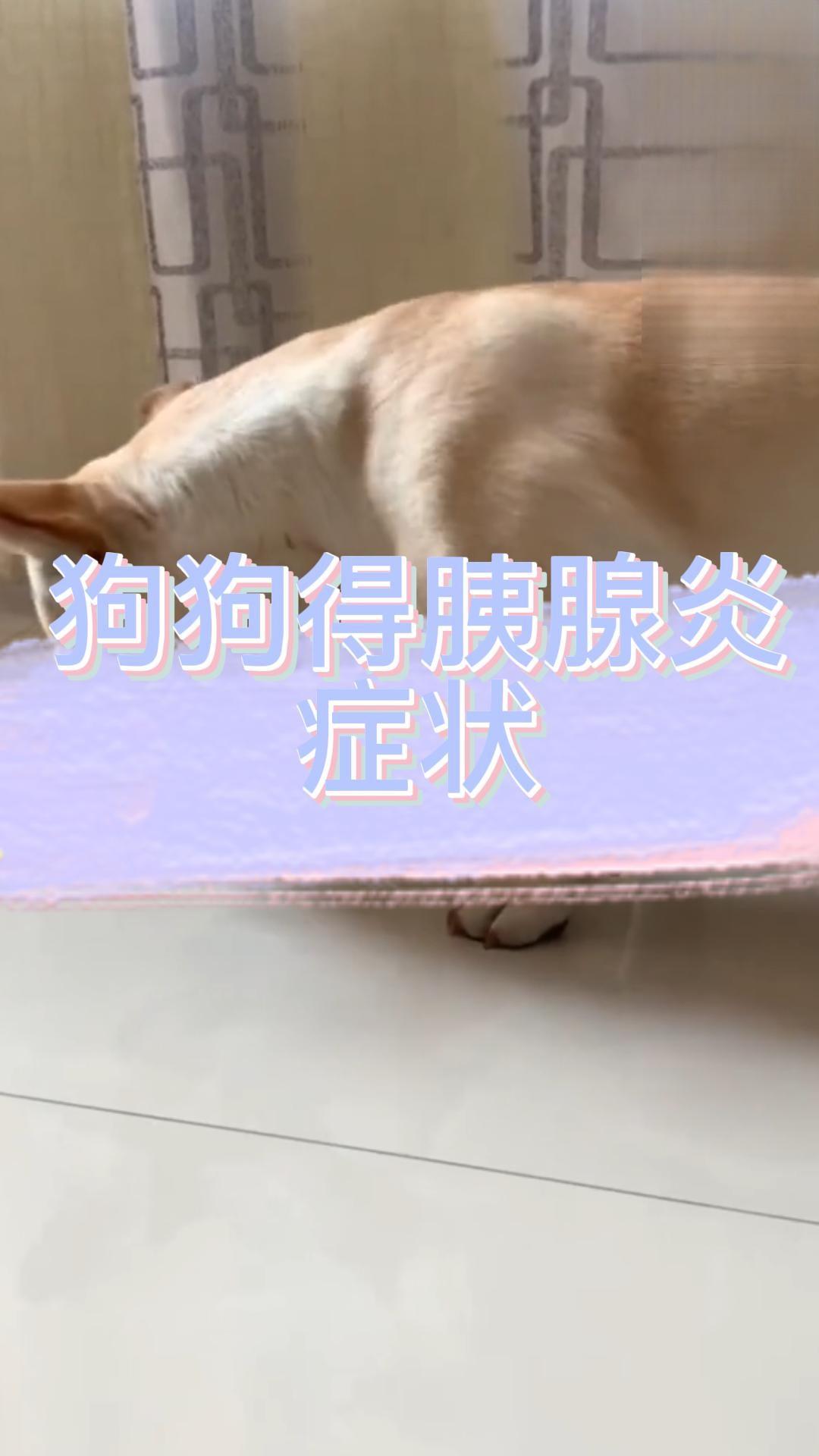 狗狗得胰腺炎的症狀