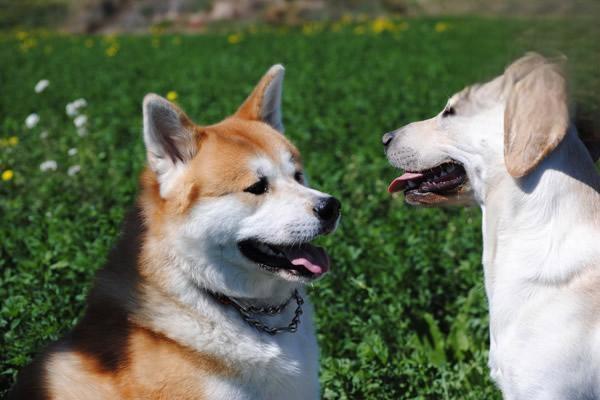 什么是犬细小病毒病