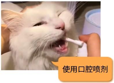 猫咪口腔溃疡不要怕，一招解决疼痛问题