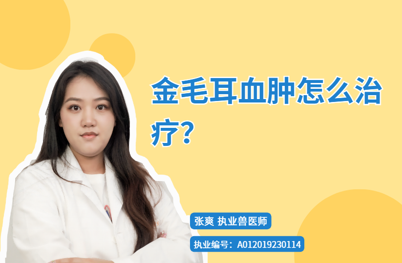 【宠医科普】金毛耳血肿怎么治疗？