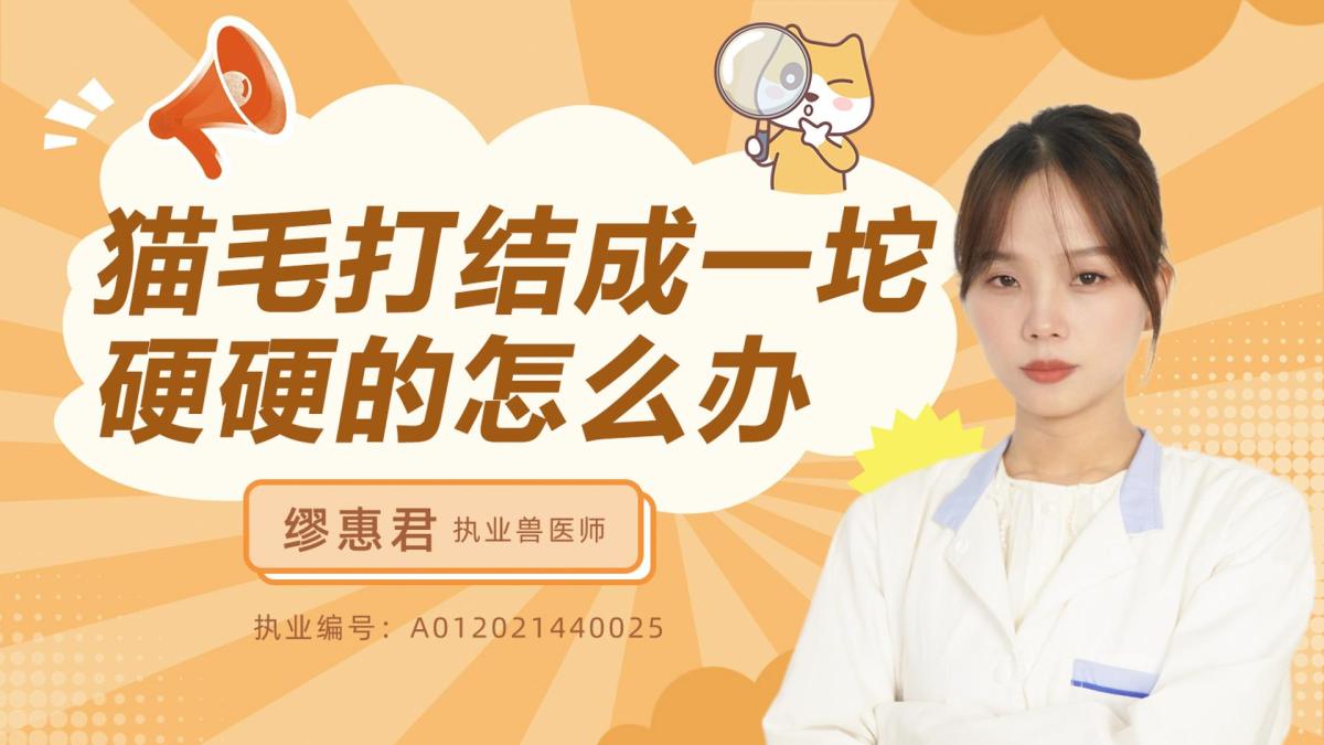 猫毛打结成一坨硬硬的怎么办？