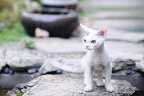 猫饭生骨鸭肉饭的做法