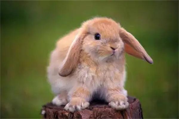 兔子出现飞机耳的原因