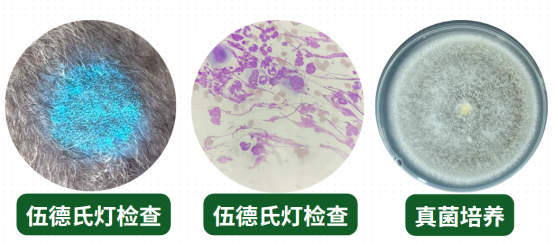 猫癣怎么分辨？