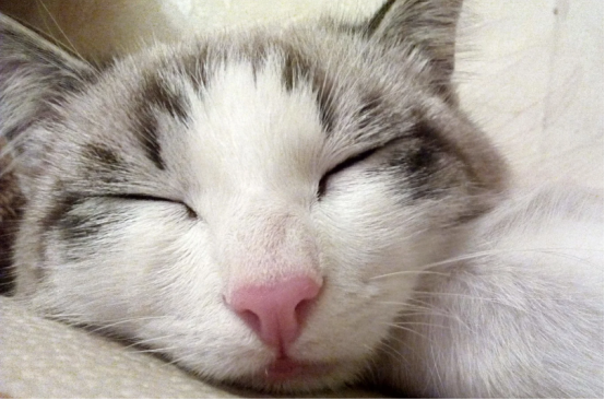 猫咪鼻子干