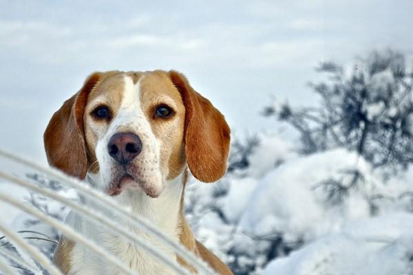 犬類風濕關節炎的症狀及治療方法