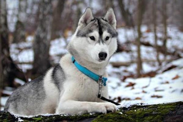 邊牧犬不適合做警犬的原因