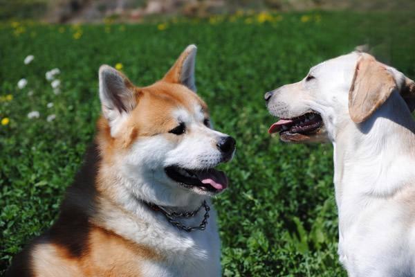 犬猫出血性胃肠炎综合征