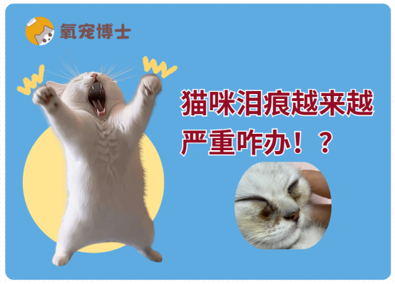 急！猫咪泪痕越来越严重？这份急救指南请收好