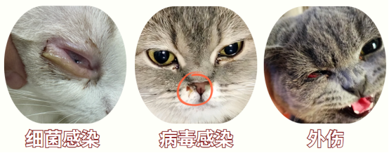 猫咪眼睛发炎的症状