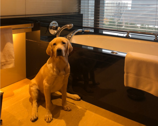 狗狗不拉不尿