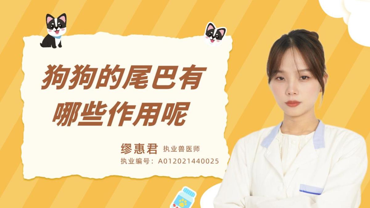 狗狗的尾巴有哪些作用？