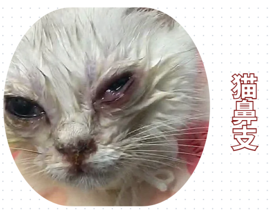 小奶貓眼睛流膿怎麼辦？