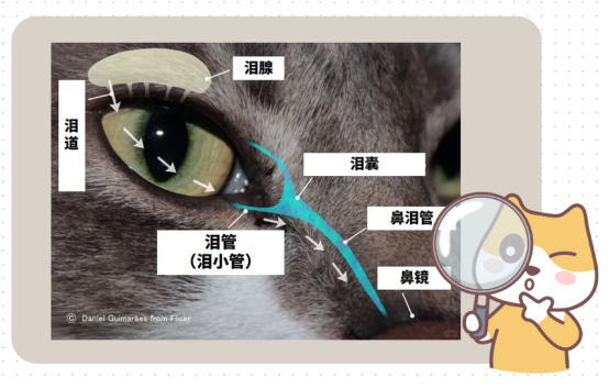 猫咪泪痕的形成原因