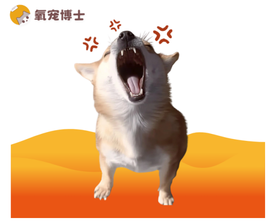 狗狗爱叫排名TOP5