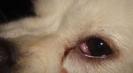 狗狗眼睛旁边长痘痘