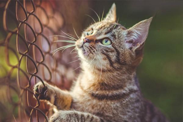 猫咪慢性牙龈炎的病因及症状