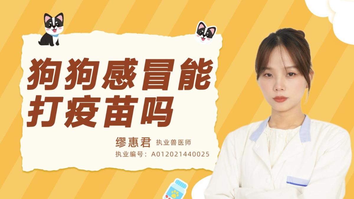 狗狗感冒能打疫苗吗？