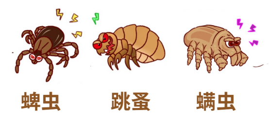 猫咪驱虫后一直挠痒痒