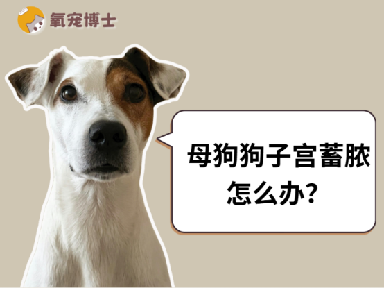 母狗狗子宫蓄脓怎么办？手把手教你科学应对