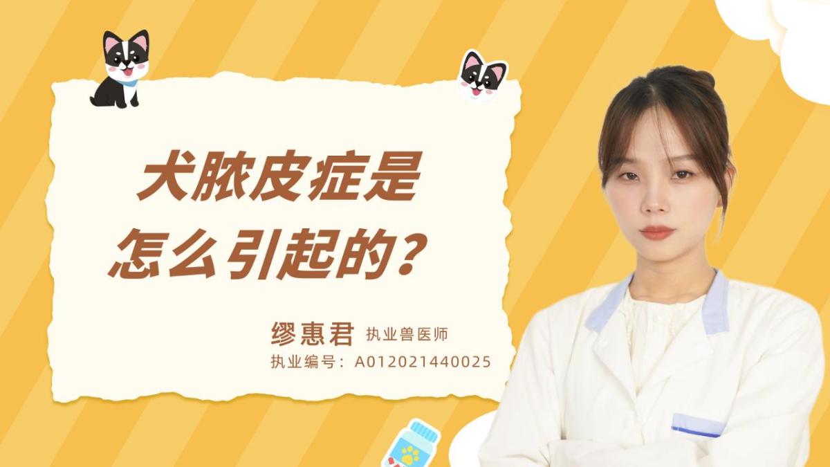 犬脓皮症是怎么引起的？