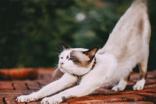 主人吃的食物，猫咪可以吃吗？